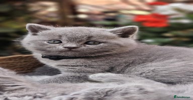 British Shorthair cats - Advert 13