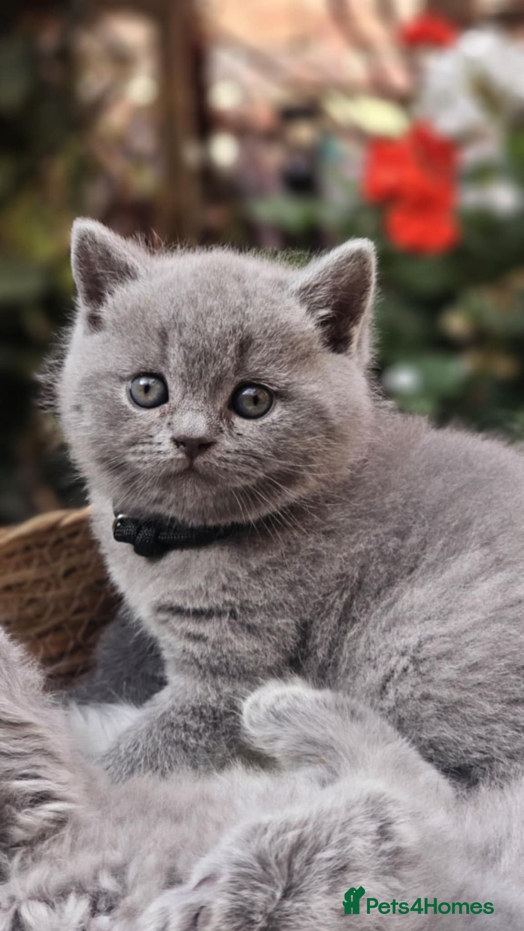 British Shorthair cats for sale: Show Quality Champions British Shorthair GCCF - Image 2