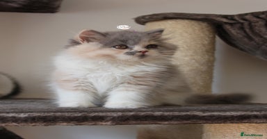 British Shorthair cats - Advert 14