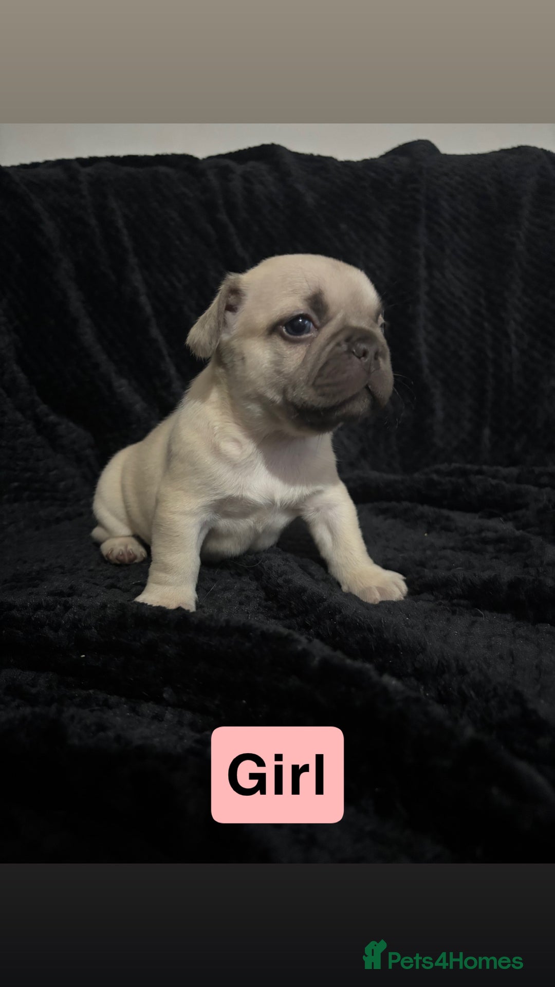 French Bulldog dogs for sale: French bulldog puppies  - Image 2