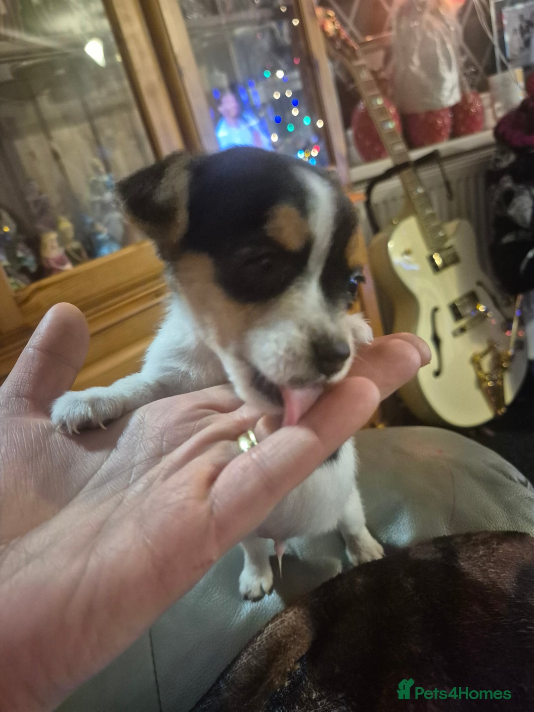 Jack Russell dogs for sale:  3 x Jack russel puppies - Advert 2