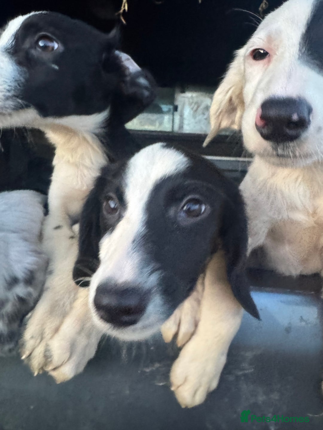 Mixed Breed dogs for sale: Springer cross collie  - Image 19