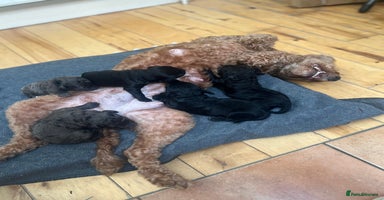 Cockapoo dogs - Advert 12