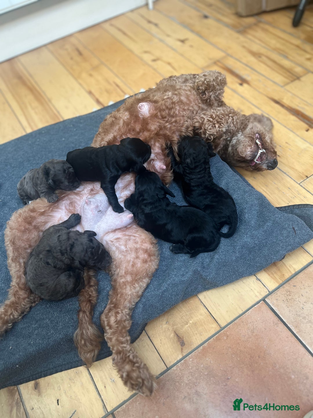 Cockapoo dogs for sale: Beautiful litter of merle and black cockapoos  - Image 2
