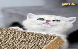 Scottish Fold cats for sale: Scottish straight/fold kittens 😸  - Image 18