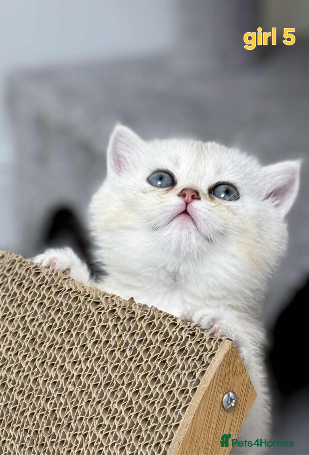 Scottish Fold cats for sale: Scottish straight/fold kittens 😸  - Image 18
