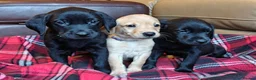 Labrador Retriever dogs for sale: KC Reg 5 star licence only 3 puppies available  - Advert 10