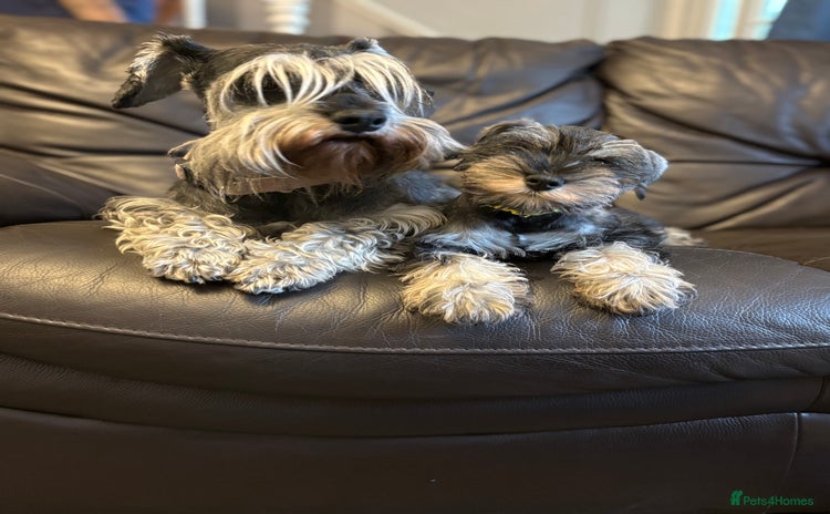 Miniature Schnauzer dogs in Dagenham - Advert 9