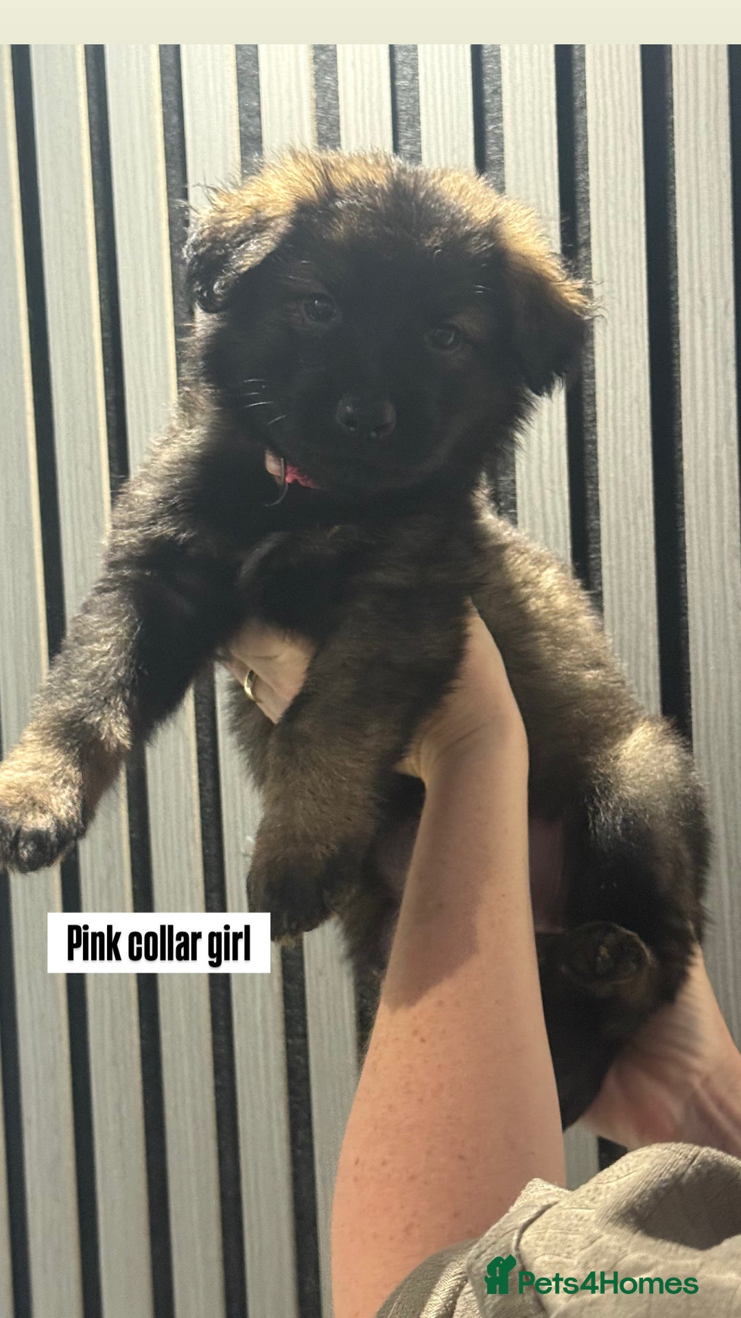 German Shepherd dogs for sale: German shepherd puppies.  - Image 3