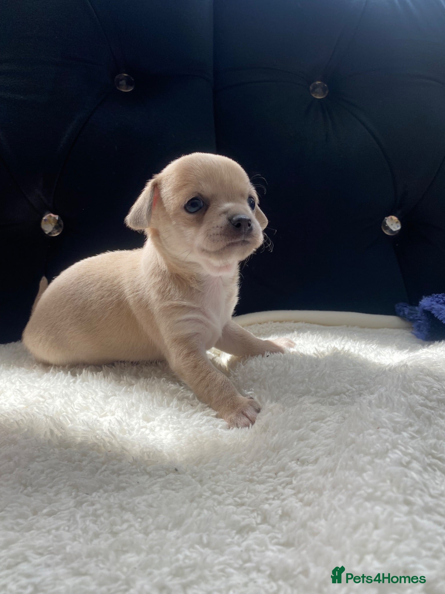Chihuahua dogs Chihuahua puppies 1 boy💙 left.  - Advert 8