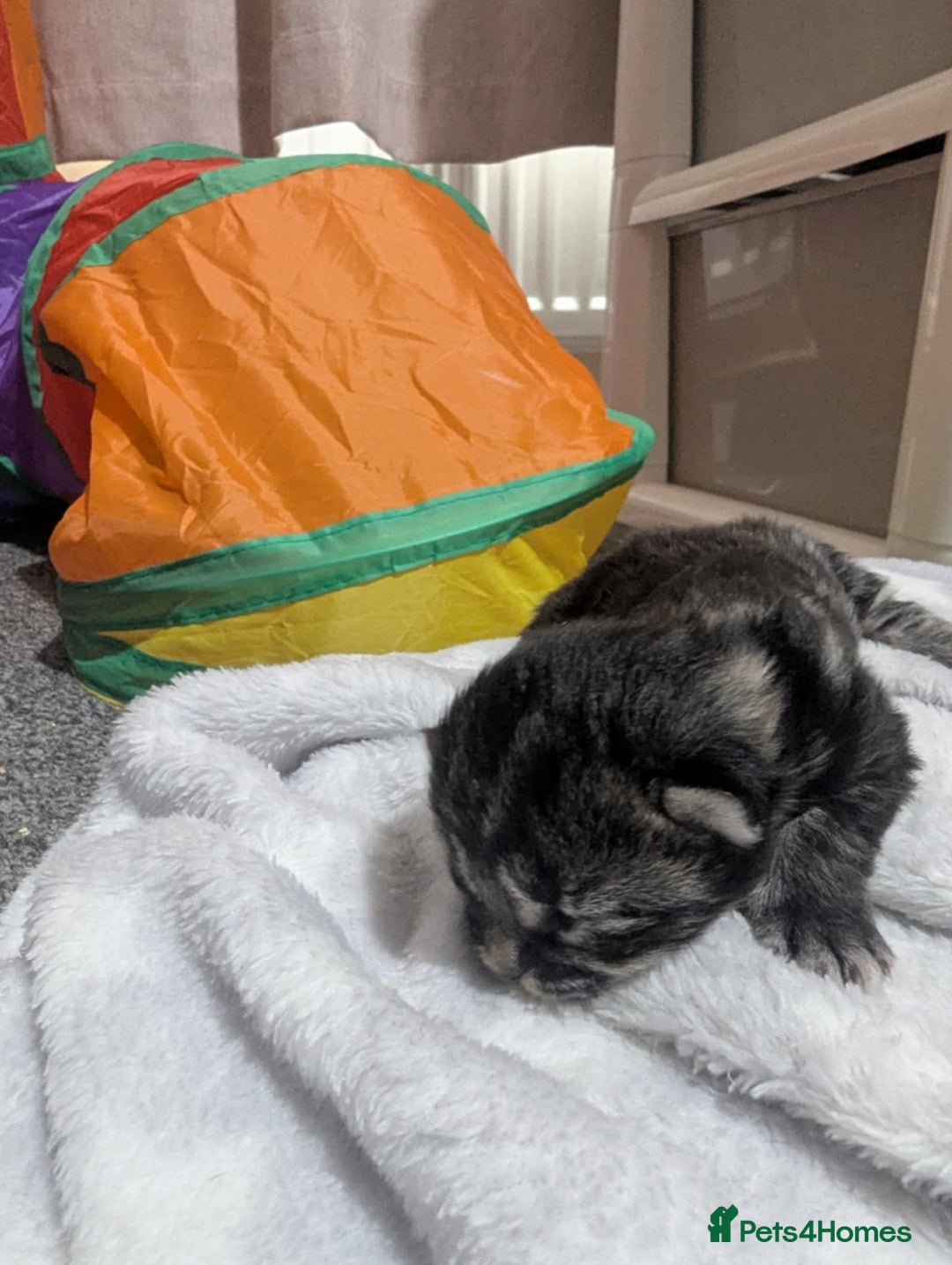 Mixed Breed cats for sale: Beautiful kittens - Image 11
