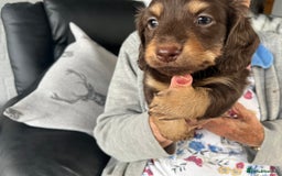 Dachshund dogs for sale: Stunning long haired miniature daxi puppies    - Image 7