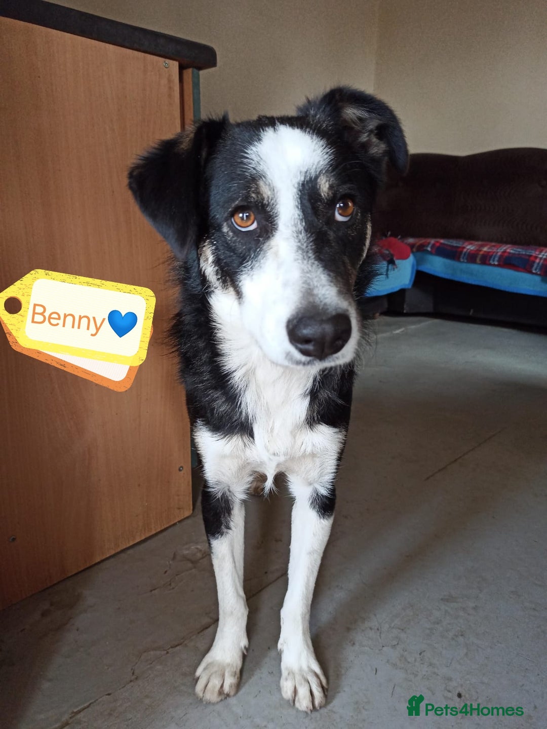 Mixed Breed dogs for adoption: 💙🐶 BENNY 🐶💙 - Image 2