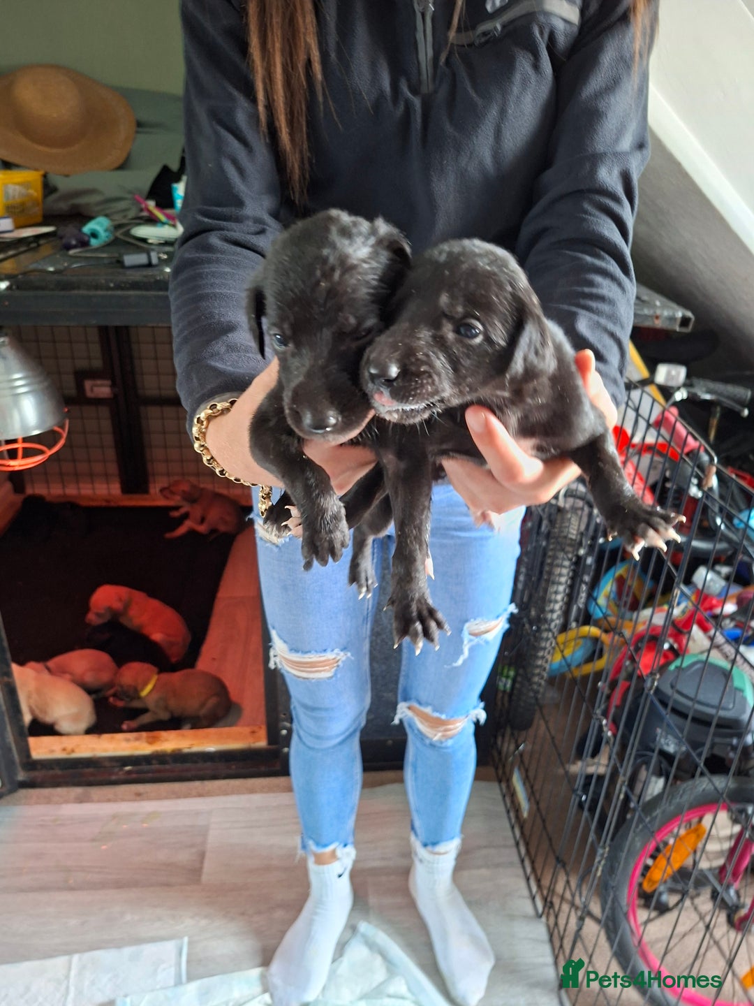 Mixed Breed dogs for sale: Saluki/lurcher puppys  - Image 6