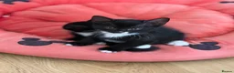 Mixed Breed cats for sale: Kittens - Advert 7