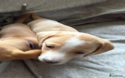 Miniature Dachshund dogs for sale: Shaded red miniature dachshund for sale - Image 5
