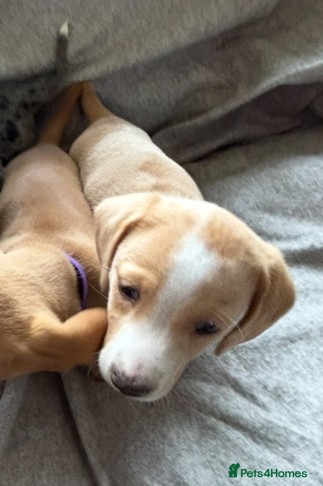 Miniature Dachshund dogs for sale: Shaded red miniature dachshund for sale - Image 5