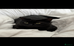 Bombay cats for sale: Beautiful black Bombay siblings  - Image 7