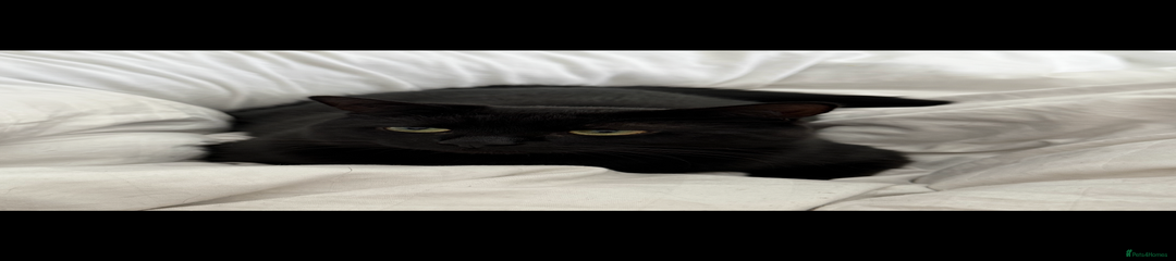 Yohji 