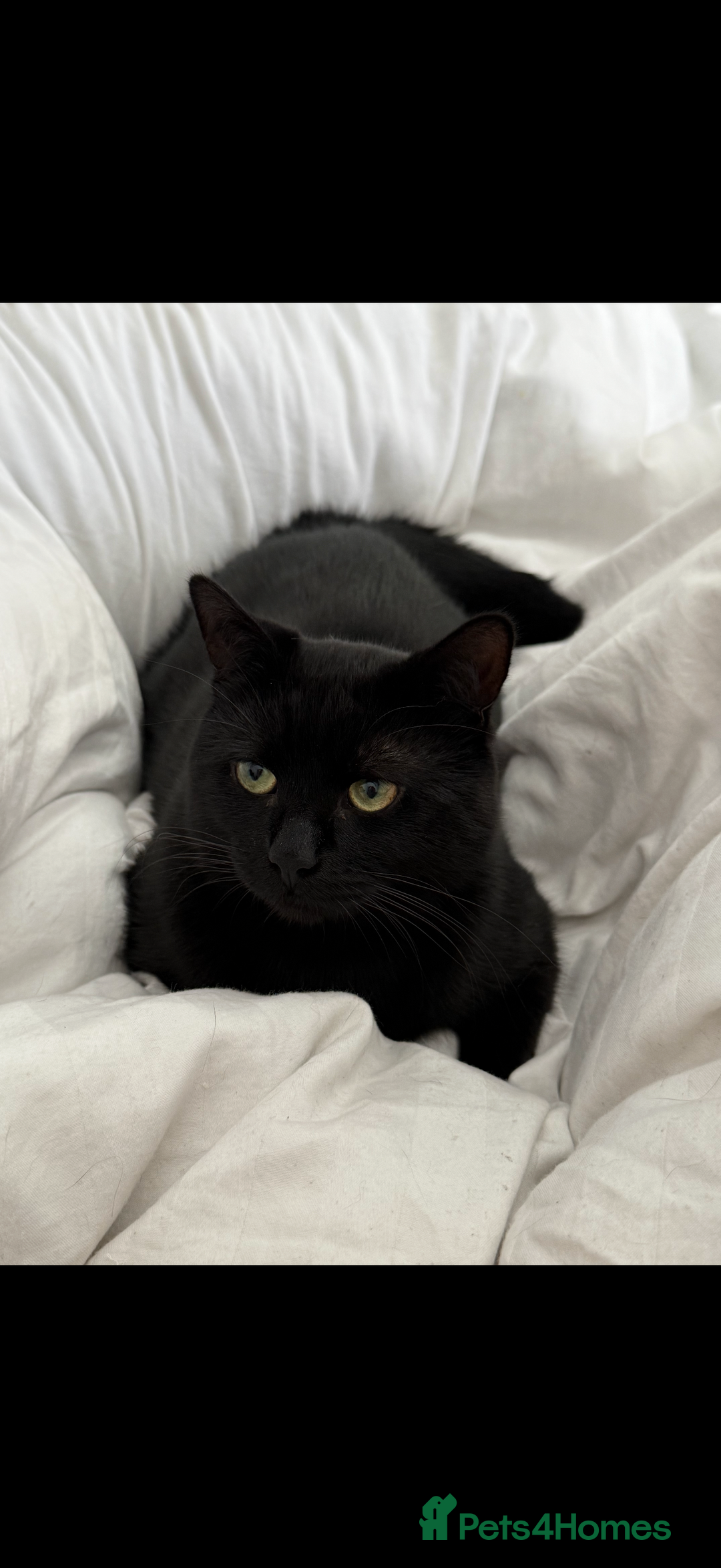 Bombay cats for sale: Beautiful black Bombay siblings  - Image 7