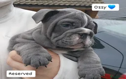 English Bulldog dogs for sale: Outstanding KC English Bulldogs, Top Quality Pups - Image 26