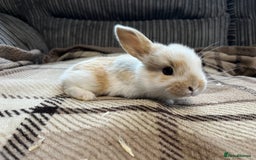 Mini Lop rabbits for sale: Pure breed mini lop bunnies - Image 7
