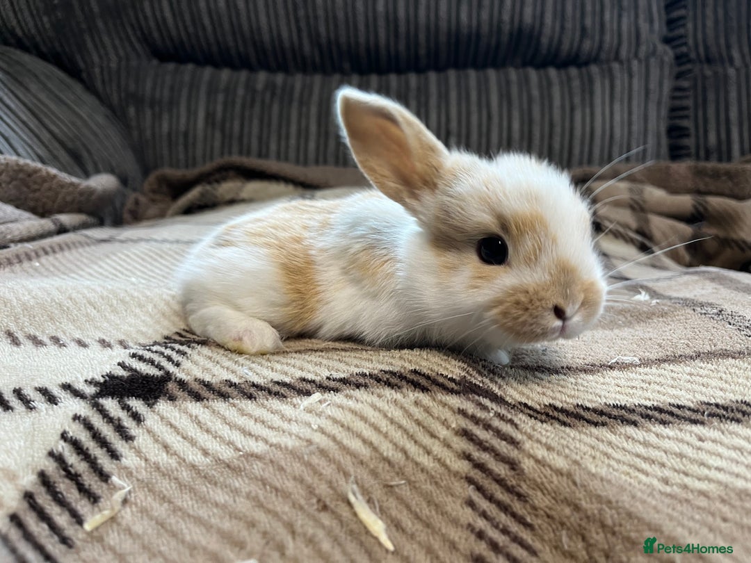 Mini Lop rabbits for sale: Pure breed mini lop bunnies - Image 7