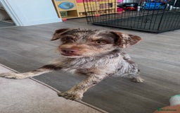 Chiweenie dogs for sale: Puppy for sale  - Image 1