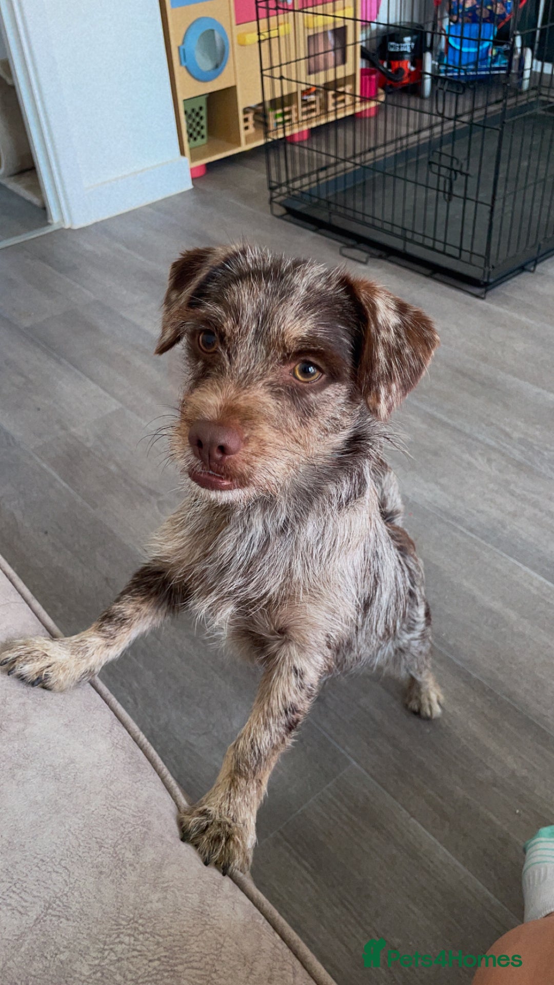 Chiweenie dogs for sale: Puppy for sale  - Image 1