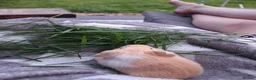 Guinea Pig rodents for sale: Gorgeous boar - Advert 2