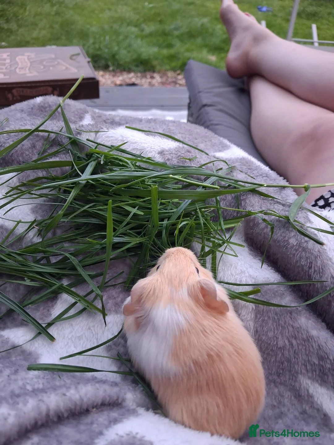 Guinea Pig rodents for sale: Gorgeous boar - Advert 2