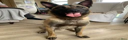 Belgian Shepherd Dog dogs for stud: Belgian Malinois stud dog - Advert 1