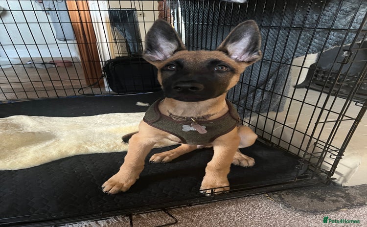 Belgian Shepherd Dog dogs - Advert 1