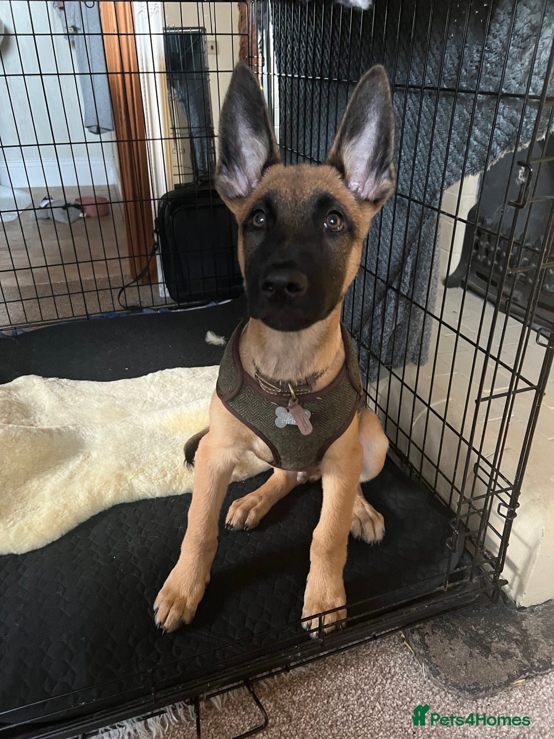 Belgian Shepherd Dog dogs for sale: 14 week old Belgium Malinois x Dutch Herder  - Image 1