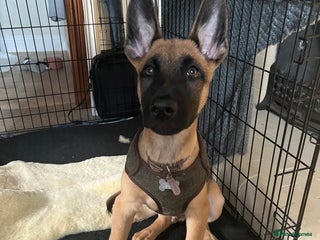 Belgian Shepherd Dog dogs for sale - Advert 1