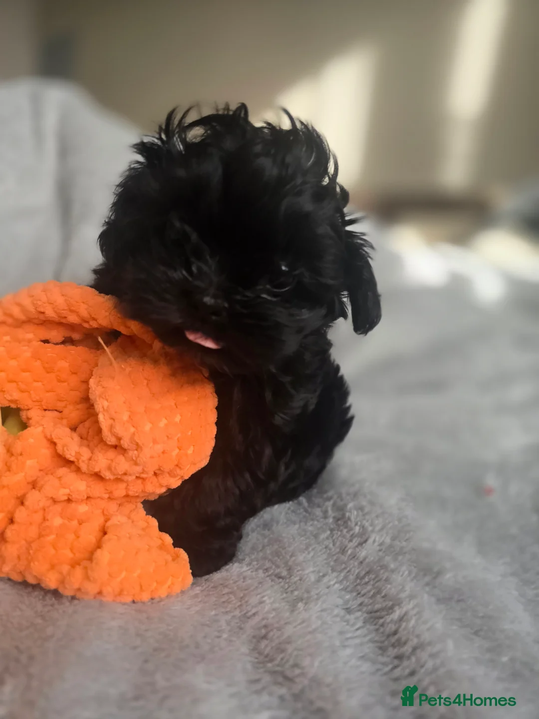 Havanese dogs for sale: Russkaya Tsvetnaya Bolonka- Rare,Devoted, Adorable - Advert 5