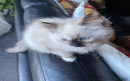 Ragdoll cats for sale: Ragdoll adults Purebred pedigree 5 generations  - Advert 19