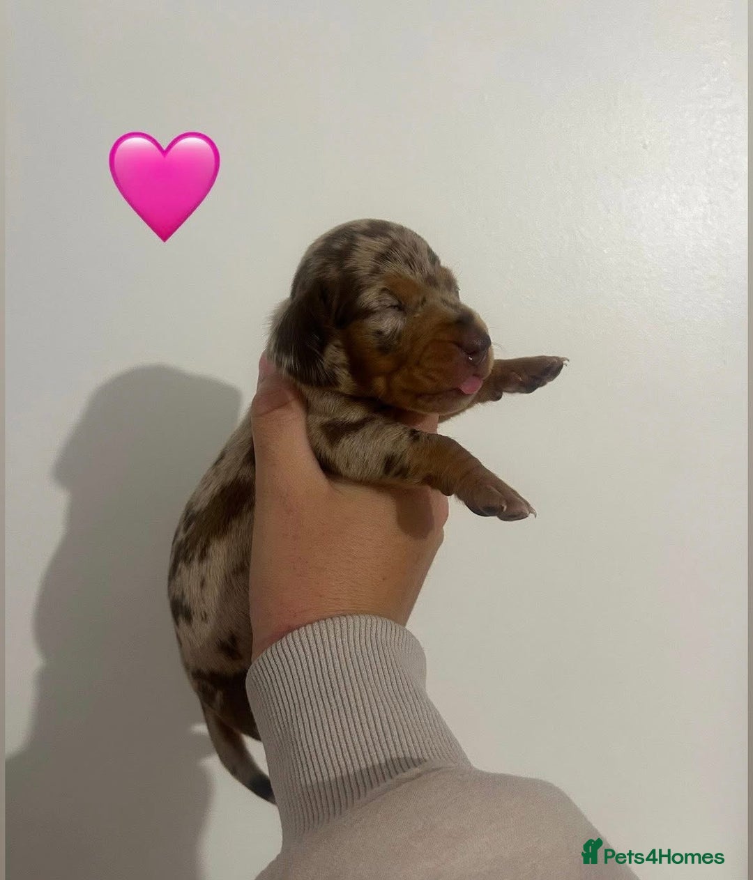 Miniature Dachshund dogs for sale: Miniature dachshund puppy’s  - Image 6
