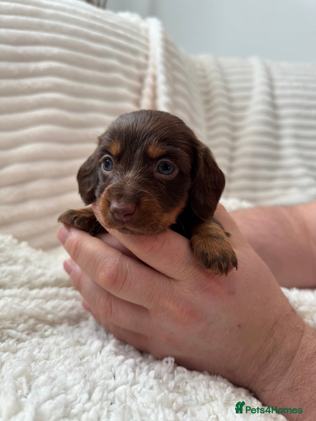 Miniature Dachshund dogs for sale: 8 Adorable miniature dachshund puppies - Advert 14
