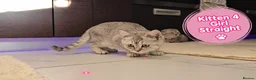 Scottish Fold cats for sale: 🐾 Beautiful Scottish Fold & Scottish Straight🐾 - Advert 33