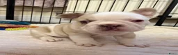 French Bulldog dogs for sale: French Bulldog Puppies – 3 Girls & 1 Boy 🐾💕 - Advert 5