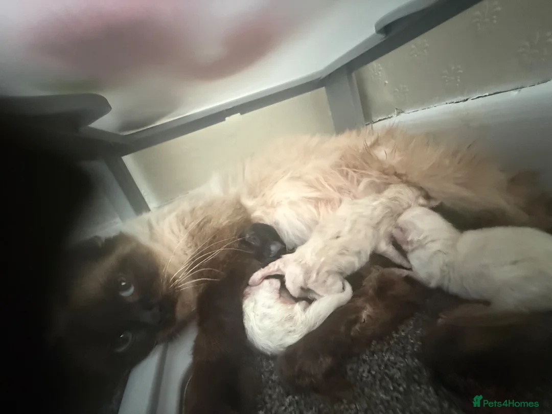 Ragdoll cats for sale: 🐾 Beautiful Ragdoll Kittens Available🐾 - Advert 2