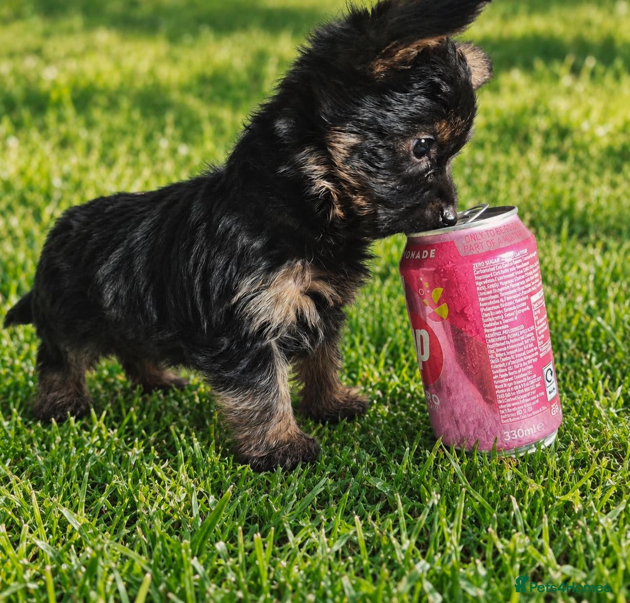 Yorkshire Terrier dogs for sale: READY NOW Beautiful Miniture Yorkshire Terrier   - Advert 10