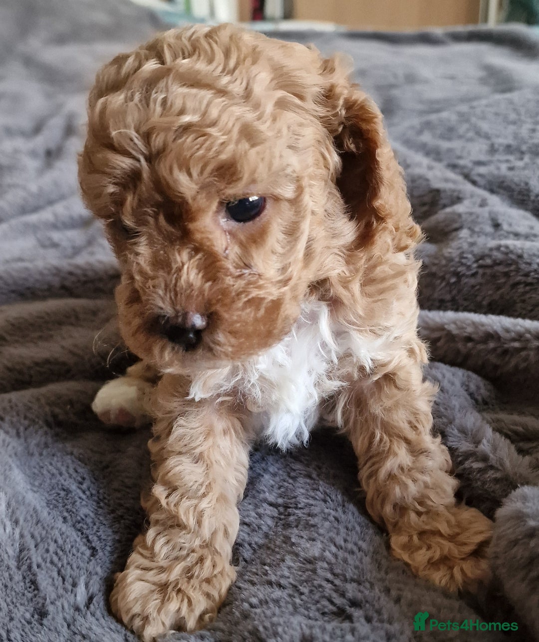 Cavachon dogs for sale: Gorgeous litter cavapoochon puppies - Image 10