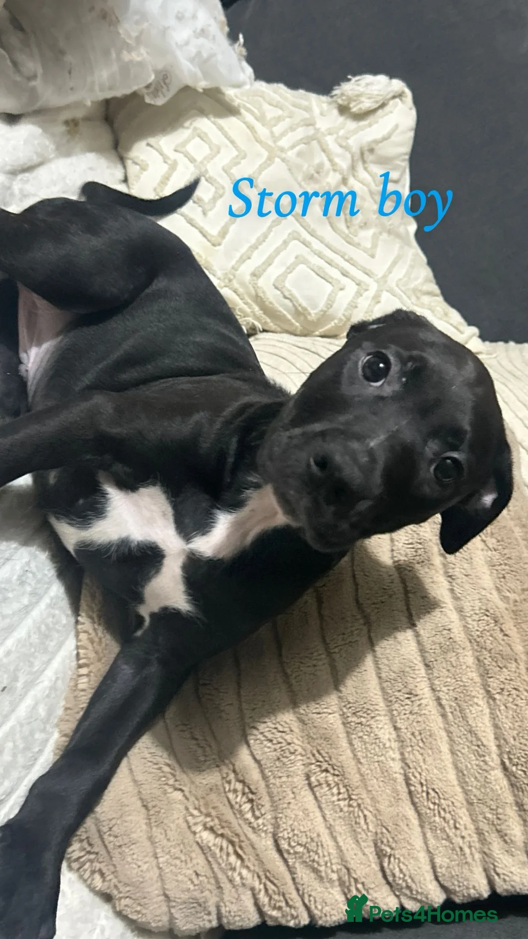 Mixed Breed dogs for sale: Staffy X Rhodesian Ridgeback  - Advert 11