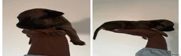 Mixed Breed dogs for sale: Malinois cross staffy  in London - Advert 8