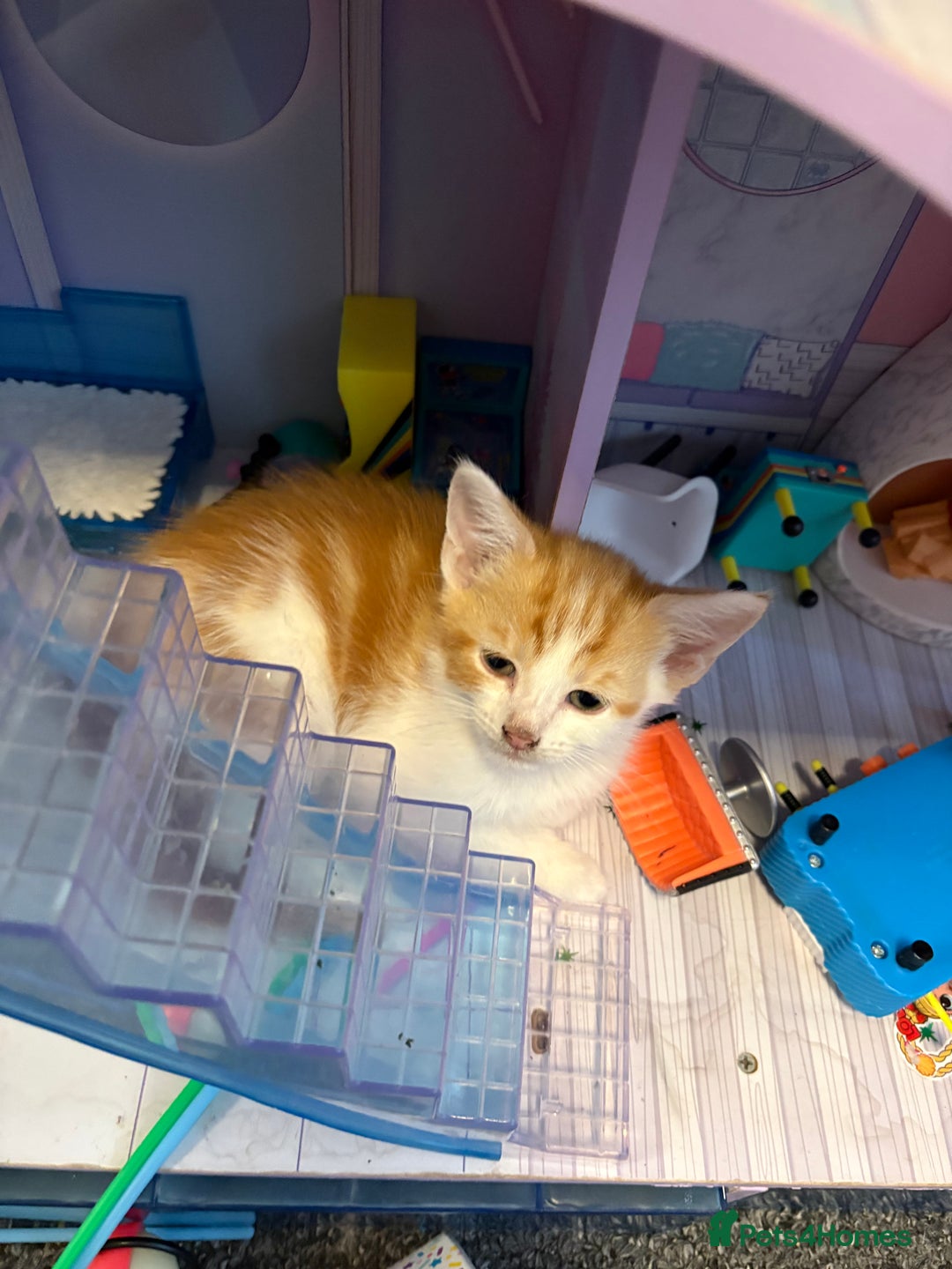 Mixed Breed cats for sale: 4 male kittens - Advert 6