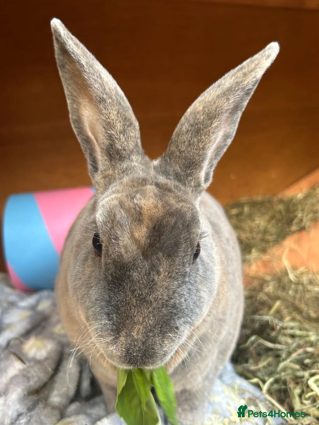 Rex rabbits for sale: Rex Boy Looking for a new home - Advert 3