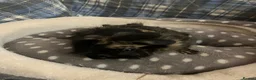 Guinea Pig rodents for sale: Lots of lovely baby guinea pigs for sale - Advert 5