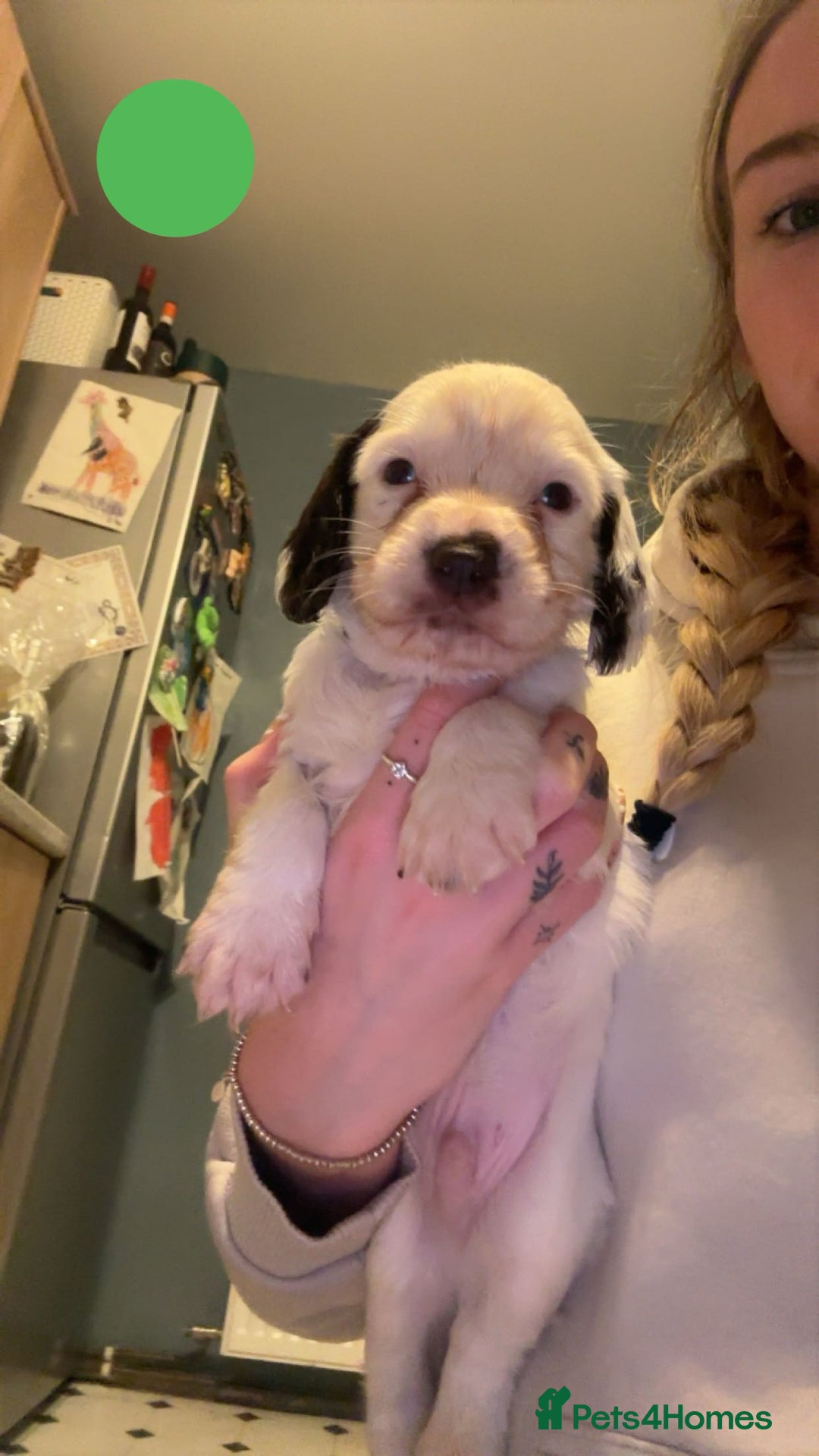 Sprocker dogs for sale: Sprocker Puppies - For Sale - Advert 3